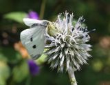 Echinops sphaerocephalus. Соцветие с сидящим пауком, захватившим бабочку. Республика Татарстан, Камско-Устьинский р-н, окр. с. Тенишево, долина р. Волга, обрывистый правый берег в р-не Юрьевских пещер. 05.08.2018.