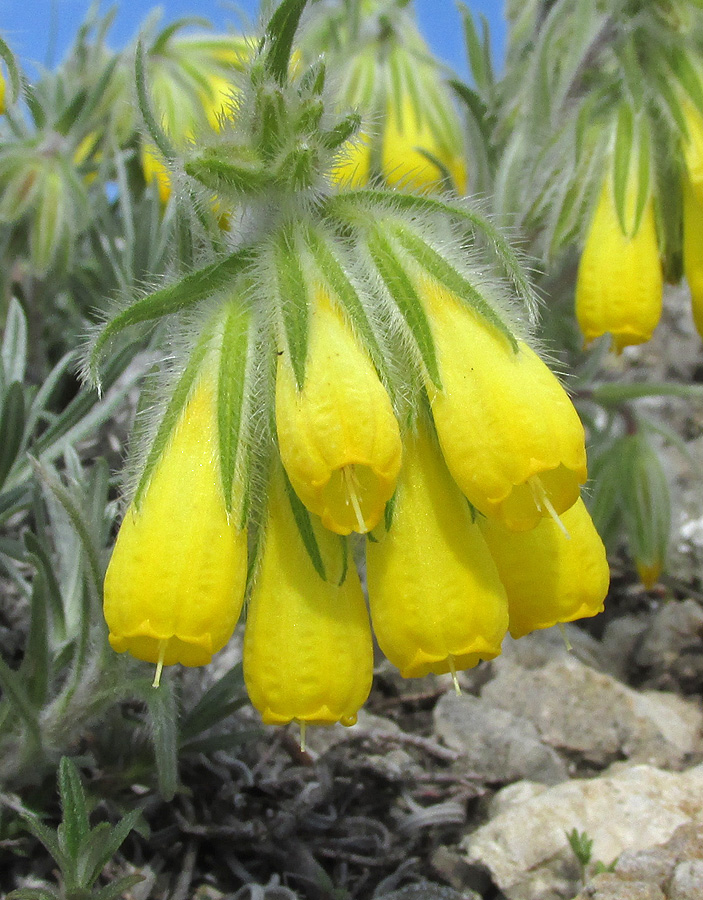 Изображение особи Onosma polyphylla.