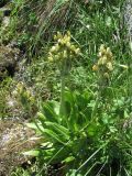 Primula bayernii