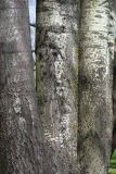 Populus × canescens. Нижние части стволов. Санкт-Петербург, Московский парк Победы. 21.05.2017.