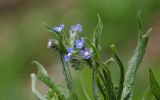 Anchusa azurea