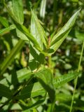 Lythrum salicaria. Верхушка молодого побега. Тверская обл., Кимрский р-н, в овраге возле асфальтированной дороги между г. Дубна и дер. Клетино. 07.08.2020.