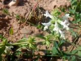 Stachys annua