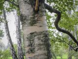 Betula grossa. Часть ствола с основаниями скелетных ветвей (Betula ulmifolia Siebold & Zucc.). Москва, ГБС РАН, дендрарий. 30.08.2021.