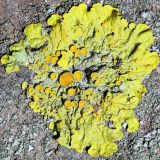 Xanthoria parietina. Таллом с апотециями. Ростовская обл., г. Таганрог, на коре дерева в озеленении. 12.01.2022.