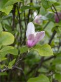 Magnolia liliiflora. Верхушка побега с цветком. Краснодарский край, г. Сочи, парк \"Дендрарий\", Сад непрерывного цветения, в культуре. 11.05.2021.