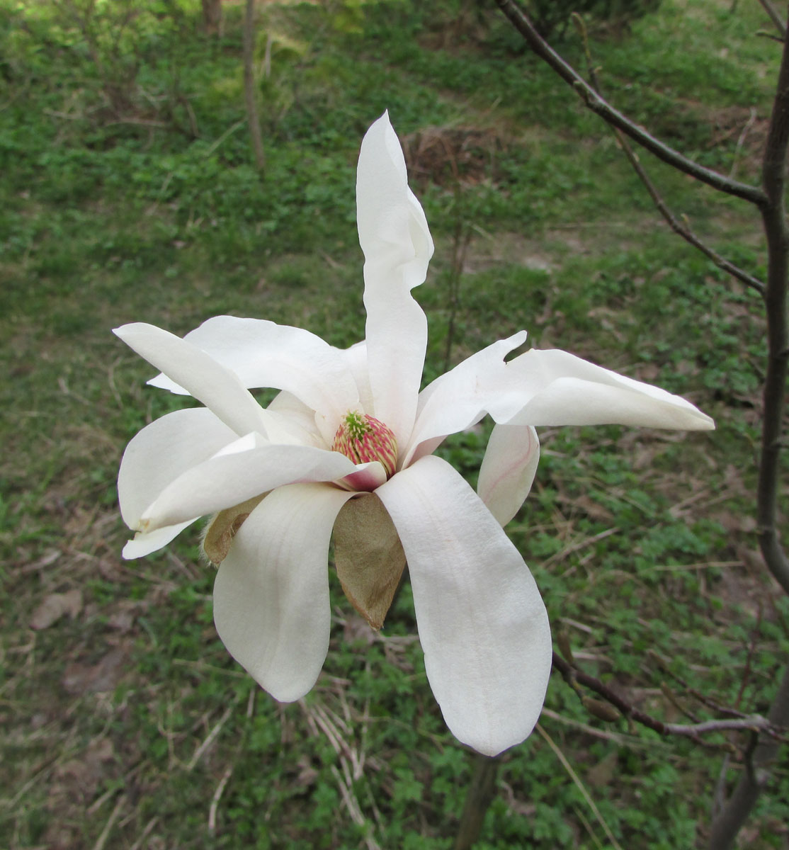 Изображение особи Magnolia zenii.