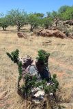 Pachypodium lealii. Вегетирующее растение. Намибия, обл. Кунене, р-н Санитатас, в в 13 км на восток от деревни Anabib. 20.01.2010.