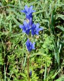 Gentiana decumbens. Верхушка цветущего растения. Иркутская обл., Усть-Ордынский р-н, окр. пгт Усть-Орда, долина р. Куда, луг. 08.08.2022.