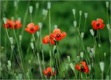 genus Papaver