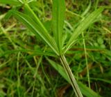 Galium aparine