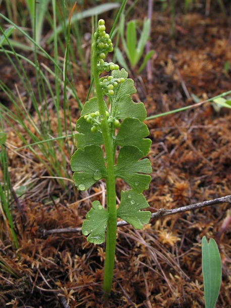 Изображение особи Botrychium lunaria.