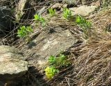 Euphorbia altaica