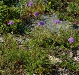 Scabiosa lachnophylla