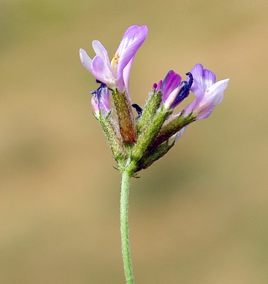 Изображение особи Astragalus falcigerus.