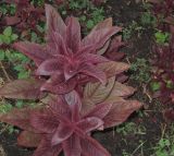 Amaranthus hypochondriacus