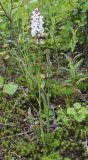 Dactylorhiza maculata