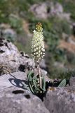 Eremurus lactiflorus. Цветущее растение. Южный Казахстан, горы Каракус. 20.04.2012.