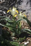 Juno orchioides. Цветущие растения. Южный Казахстан, хр. Боролдайтау, ущ. Кенозен; 1500 м н.у.м. 01.05.2012.