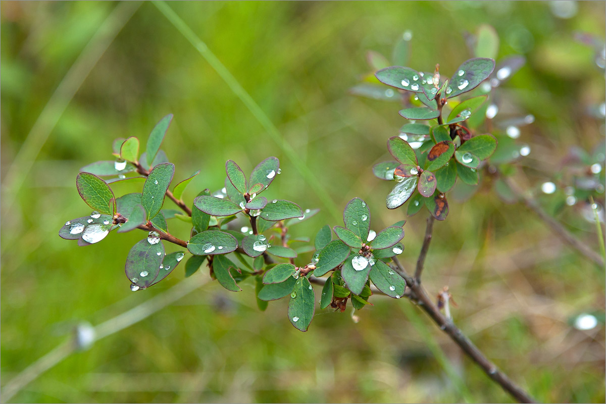 Изображение особи Vaccinium uliginosum.