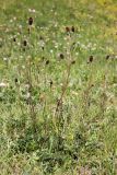 Sanguisorba officinalis. Цветущее растение. Республика Адыгея, плато Лаго-Наки. 25.07.2012.