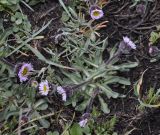 Erigeron epiroticus