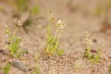 Sagina procumbens. Плодоносящие растения. Республика Татарстан, национальный парк \"Нижняя Кама\". 18.07.2013.