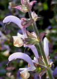 Salvia sclarea