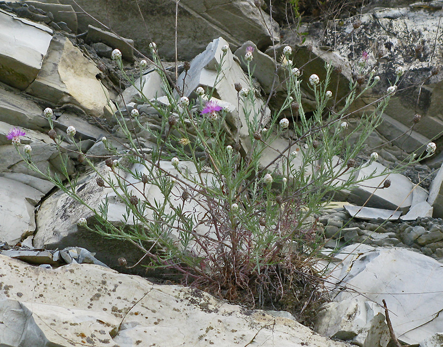 Изображение особи Centaurea novorossica.