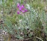 Oxytropis songarica