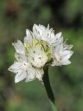 Allium haematochiton