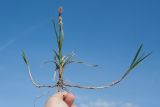 Carex panicea