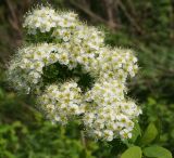 Spiraea media