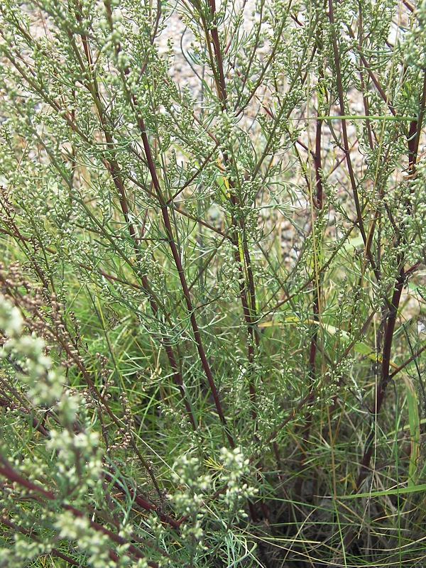 Изображение особи Artemisia campestris.