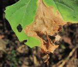 Chenopodium album