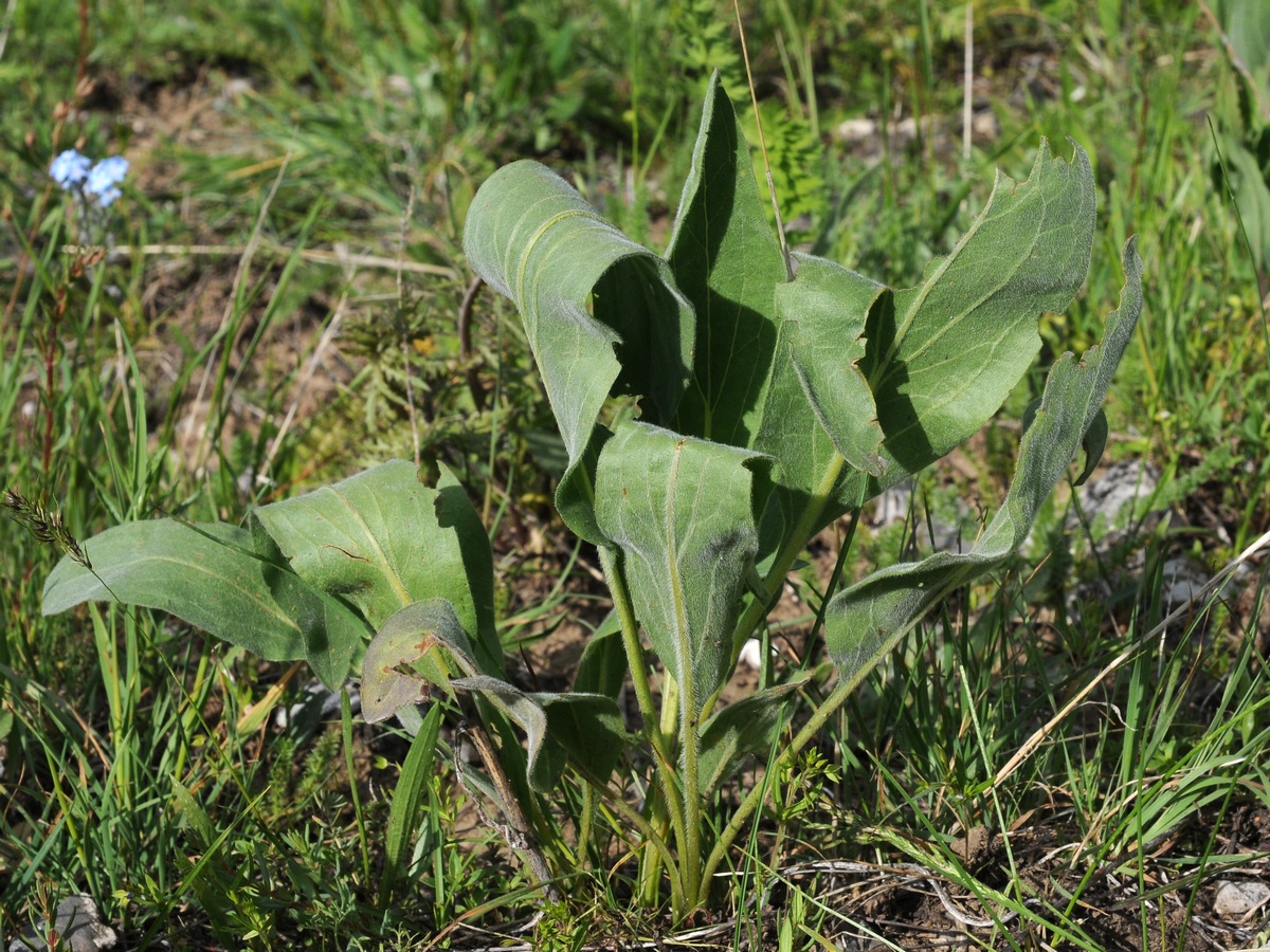 Изображение особи Rindera oblongifolia.