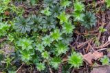 Rhodobryum roseum