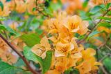 род Bougainvillea