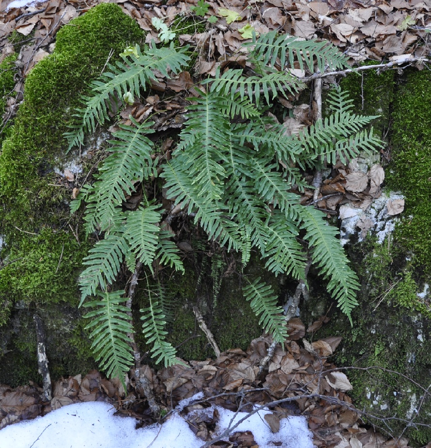 Изображение особи Polypodium interjectum.