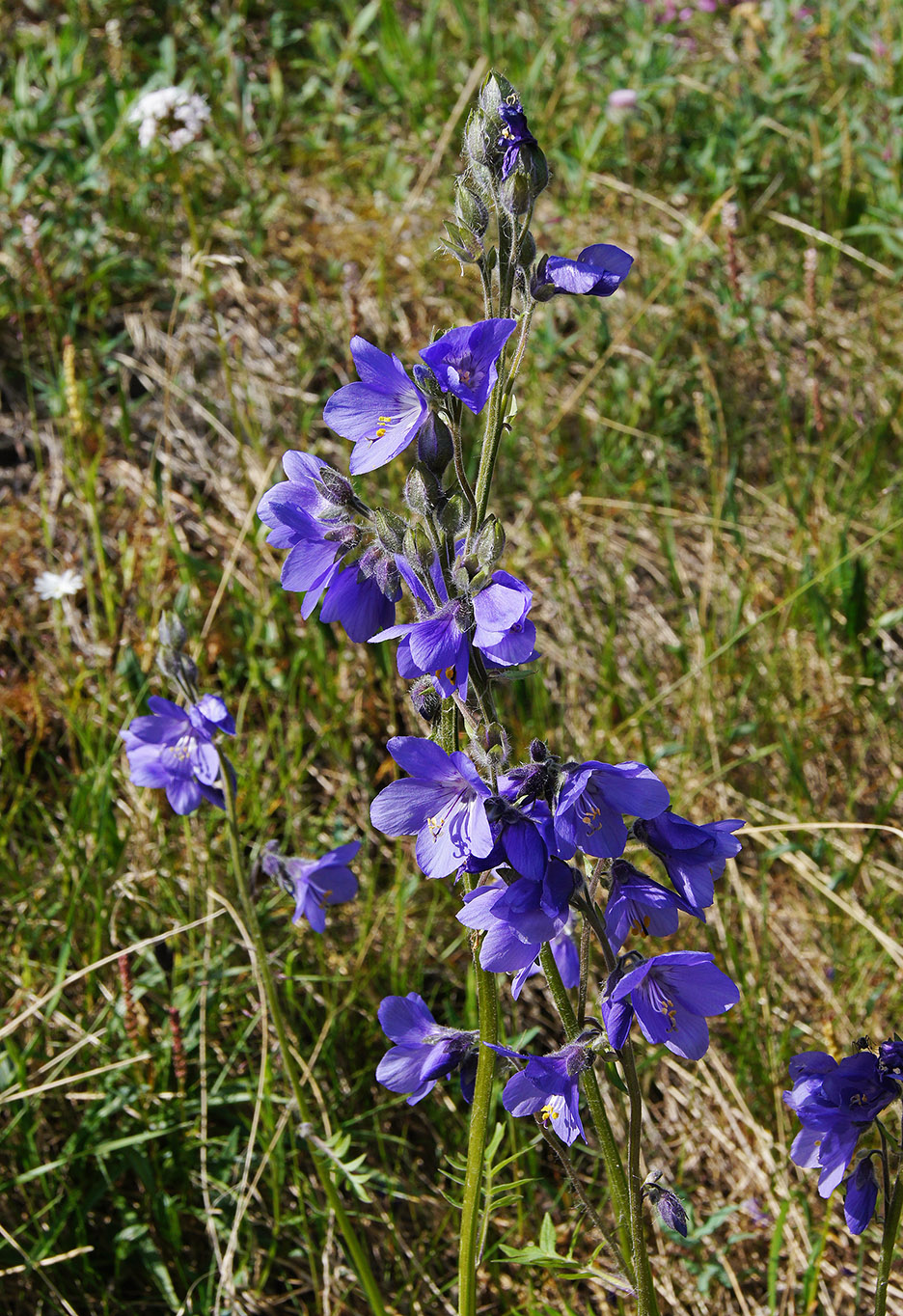 Изображение особи Polemonium campanulatum.