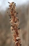 Dactylorhiza incarnata. Прошлогоднее соплодие с раскрывшимися плодами. Костромская обл., окраина г. Кострома, долина р. Солонка, заболоченный участок с выходом ключей. 21.04.2016.