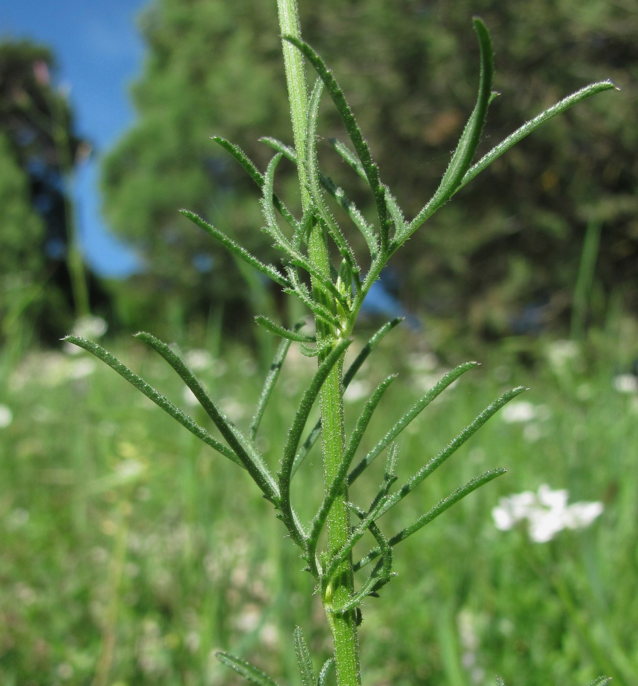 Изображение особи Crupina vulgaris.