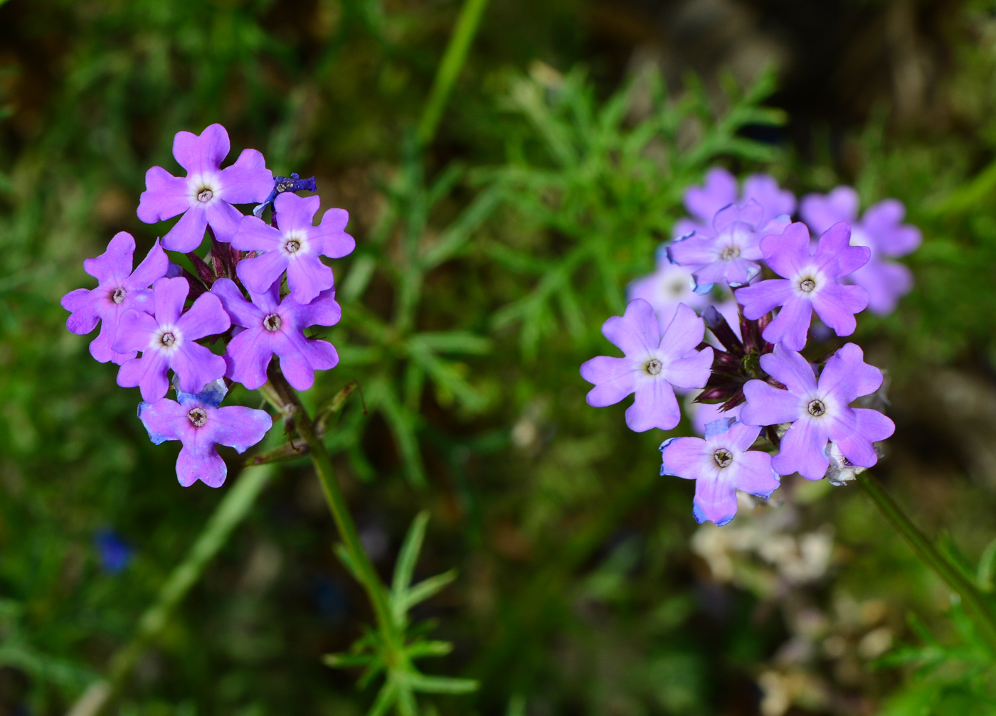 Изображение особи Glandularia pulchella.