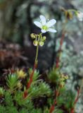 Saxifraga ascoldica