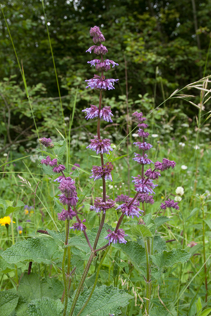 Изображение особи Salvia verticillata.