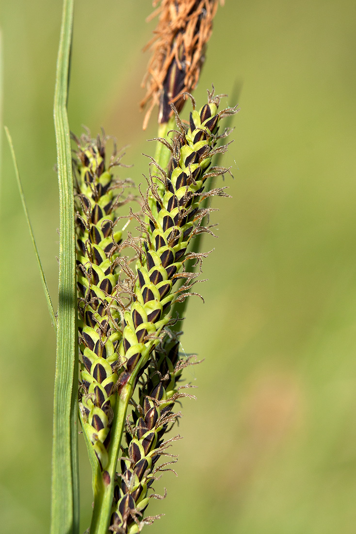 Изображение особи Carex aquatilis.