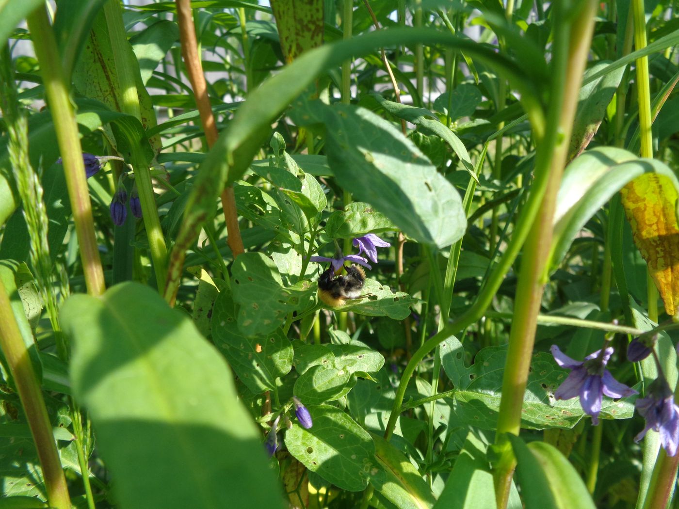 Изображение особи Solanum dulcamara.