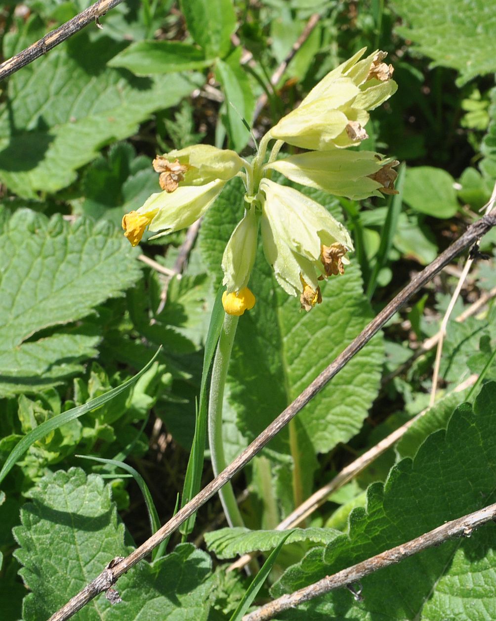 Изображение особи Primula macrocalyx.