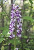 Orchis &times; beyrichii ssp. mackaensis