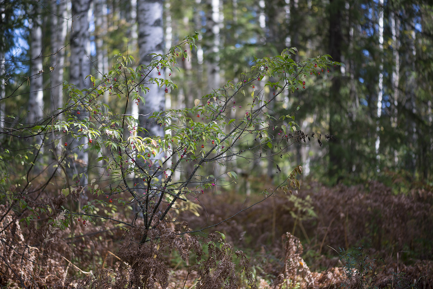 Изображение особи Euonymus verrucosus.